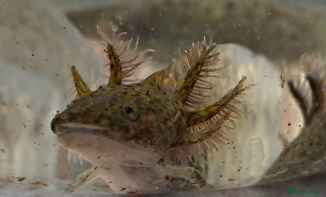 Axolotl reptiles for sale: Axolotls  - Image 31