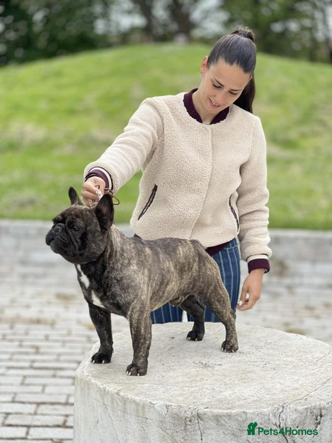 French Bulldog dogs for stud: International Champion French Bulldog for Stud - Image 11