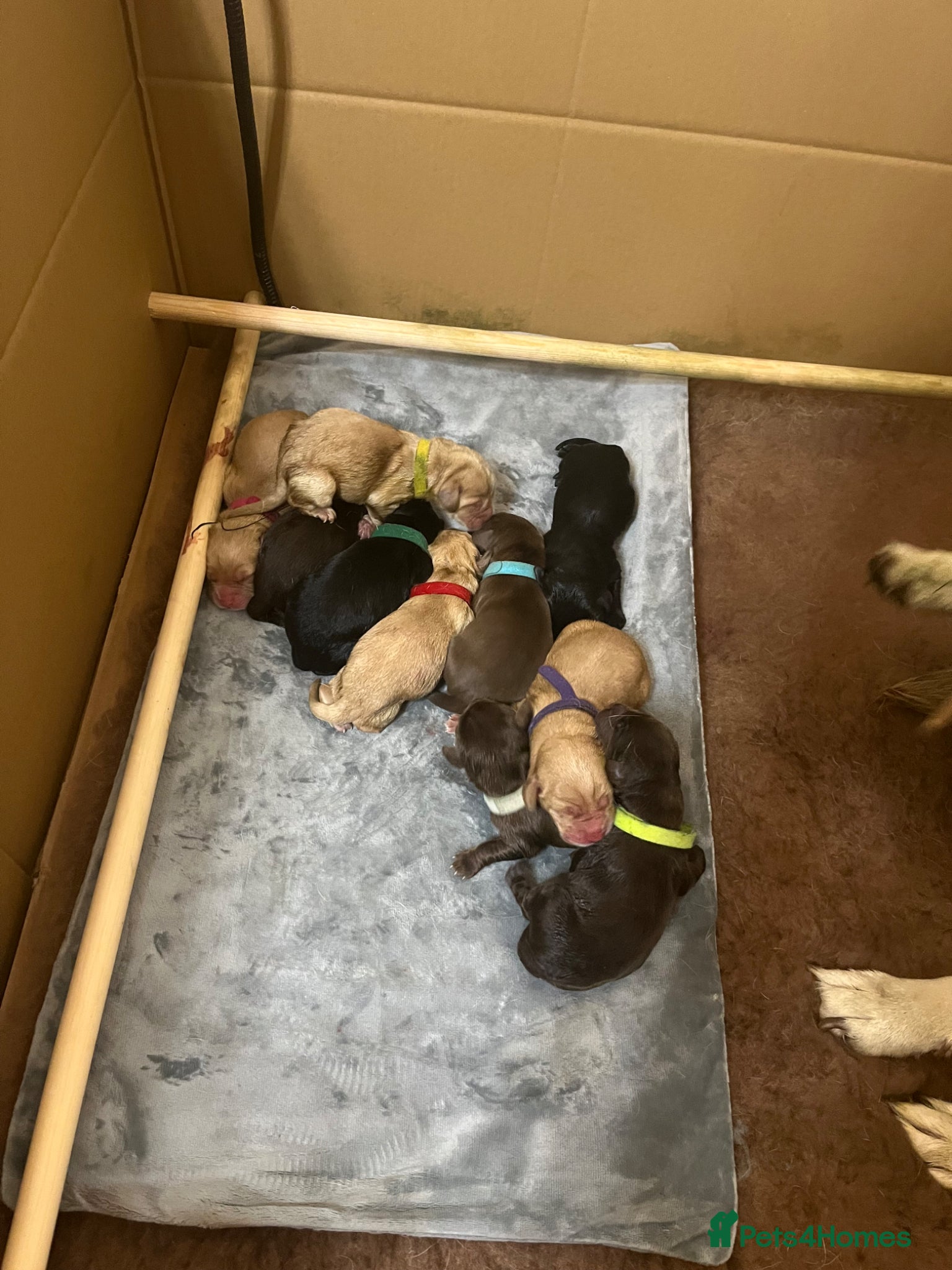 Cockerdor dogs Beautiful Cockerdor Puppies 🐶  - Advert 6