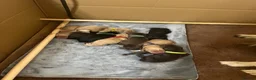 Cockerdor dogs for sale: Beautiful Cockerdor Puppies 🐶  - Advert 1