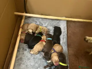 Cockerdor dogs Beautiful Cockerdor Puppies 🐶 - Advert 10
