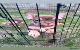 French Bulldog dogs for sale: 5* beautiful French bulldogs left ready to go 🏡 - Image 22