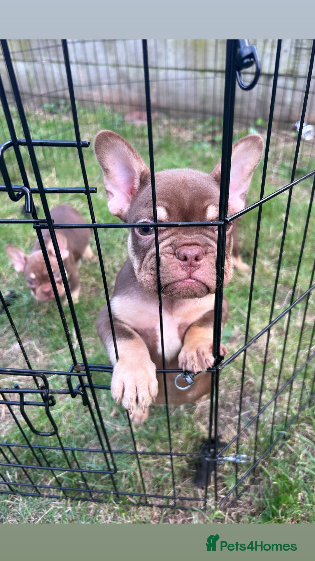 French Bulldog dogs for sale: 5* beautiful French bulldogs left ready to go 🏡 - Image 22