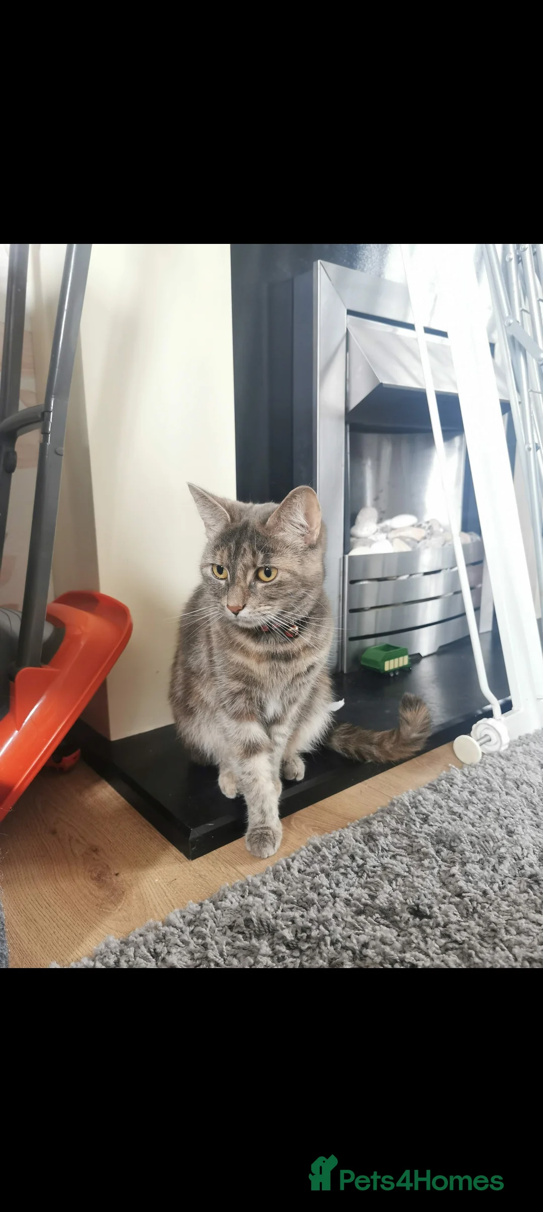 Mixed Breed cats for sale: Grey tabby looking for quiet home - Advert 2