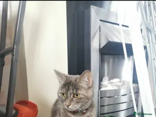 Mixed Breed cats Grey tabby looking for quiet home - Advert 9