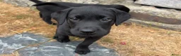 Labrador Retriever dogs for sale: 2 Beautiful Black girls available  - Advert 12