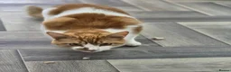 Mixed Breed cats for adoption: 💙🐱 PATCH – A BIG GINGER TEDDY BEAR in Derby - Advert 2