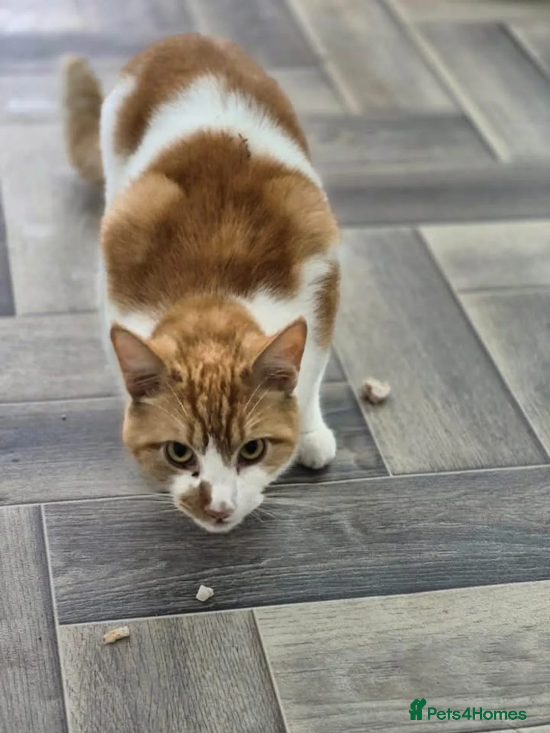 Mixed Breed cats for adoption: 💙🐱 PATCH – A BIG GINGER TEDDY BEAR in Derby - Advert 2