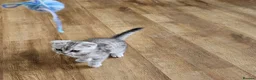 British Shorthair cats for sale: Beautiful British Shorthair kittens - Advert 8