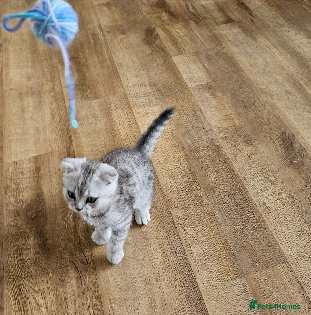 British Shorthair cats for sale: Beautiful British Shorthair kittens - Advert 8