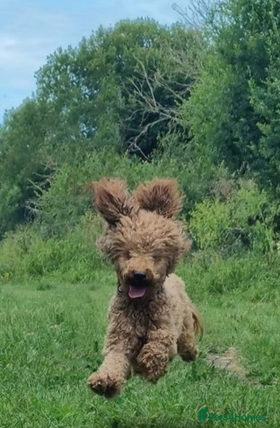 Miniature Poodle dogs for stud: Poodle for stud duties in Bournemouth - Advert 2