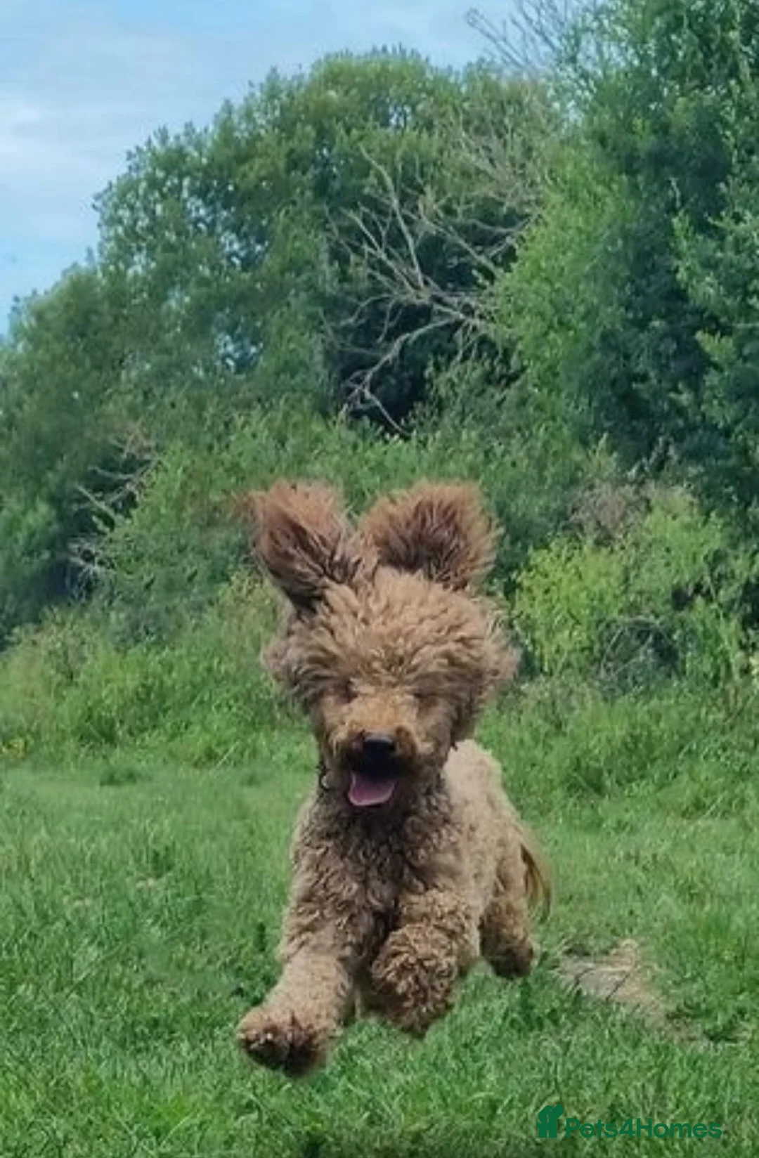 Miniature Poodle dogs for stud: Poodle for stud duties in Bournemouth - Advert 2