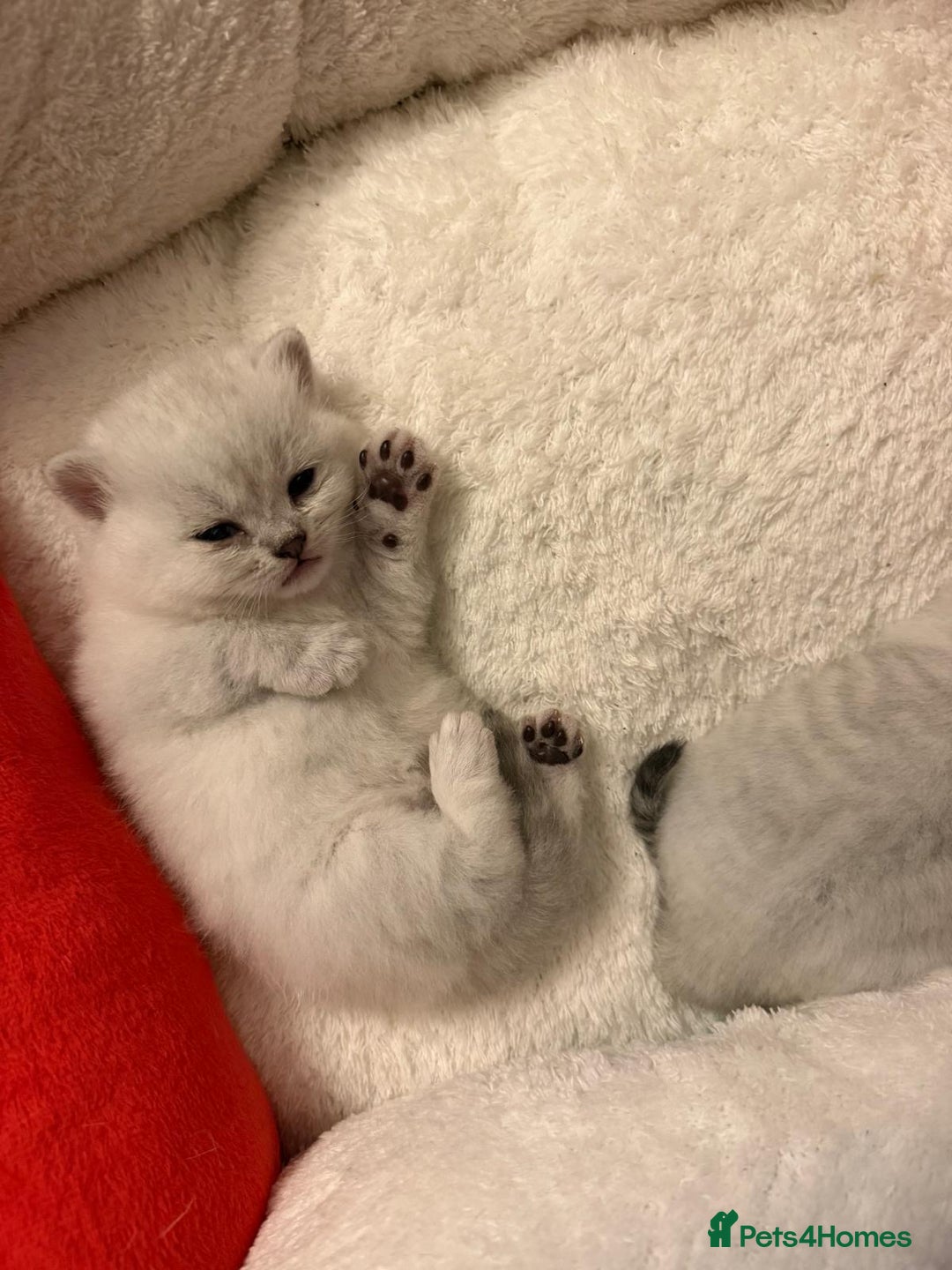 British Shorthair cats for sale: 1 boy 1 girl, ready to leave 11th March - Advert 13