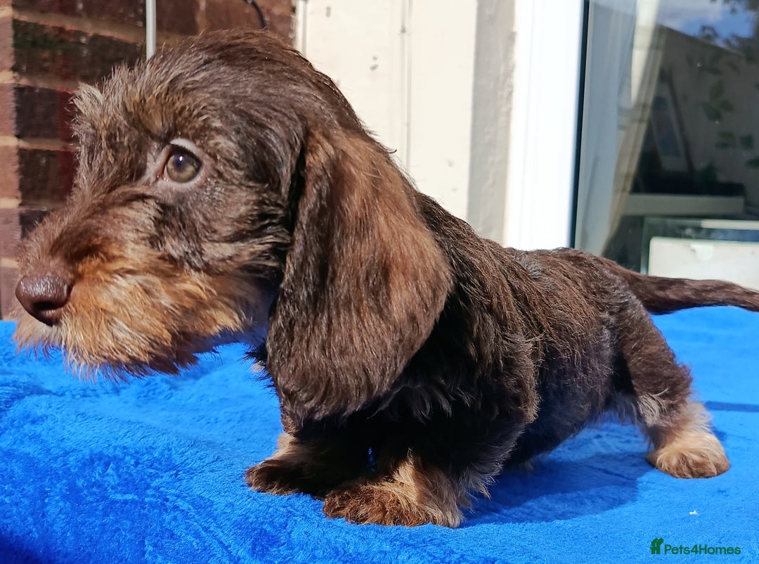Silky Wire Rough Coated Dachshund Dachshund, Wire-haired By Kosen