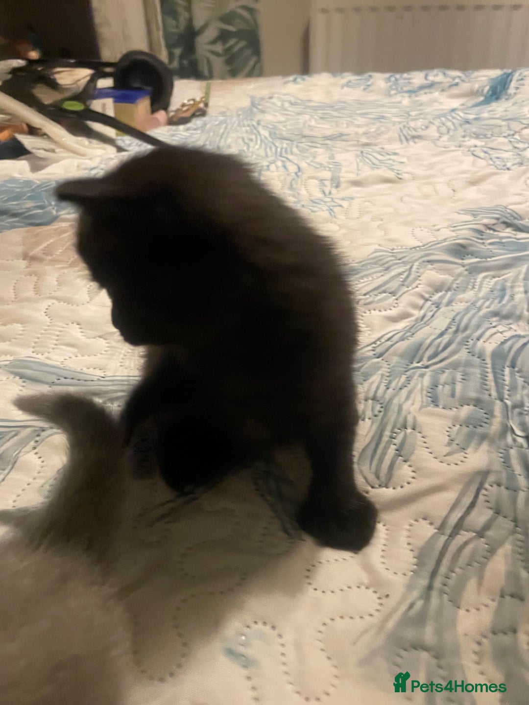 British Shorthair cats for sale: 2 kittens male black & white. Female black £100  - Image 10