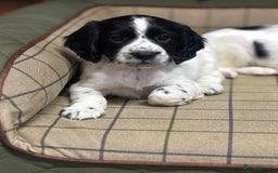 Cocker Spaniel dogs for sale: Gorgeous Cocker Spaniel Girls  - Image 7