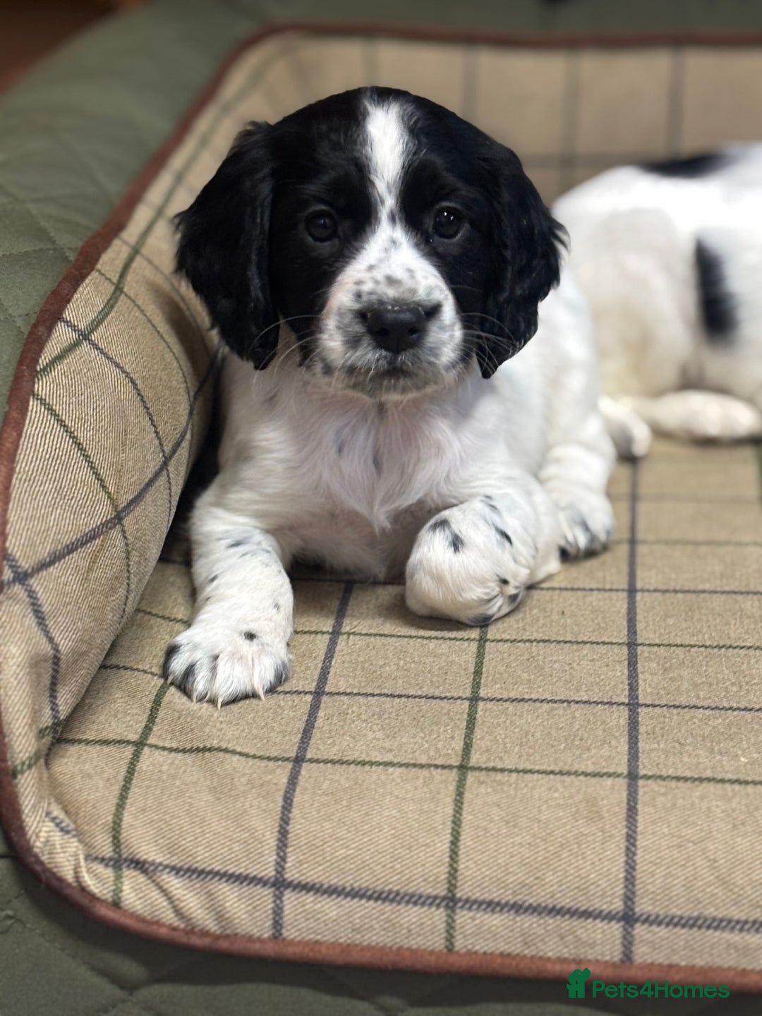 Cocker Spaniel dogs for sale: Gorgeous Cocker Spaniel Girls  - Image 7