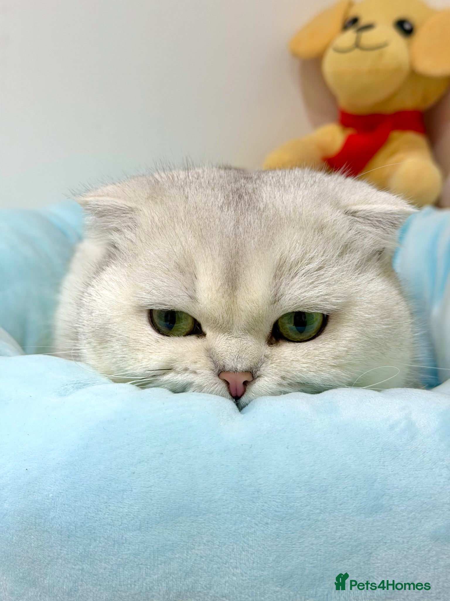 Scottish Fold cats Bruno - Advert 4