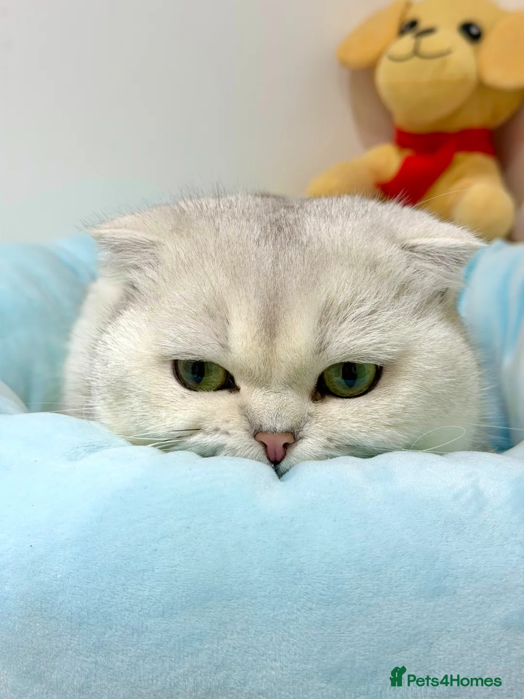 Scottish Fold cats for stud: Bruno in Harrow - Advert 1