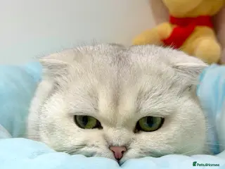 Scottish Fold cats Bruno - Advert 4