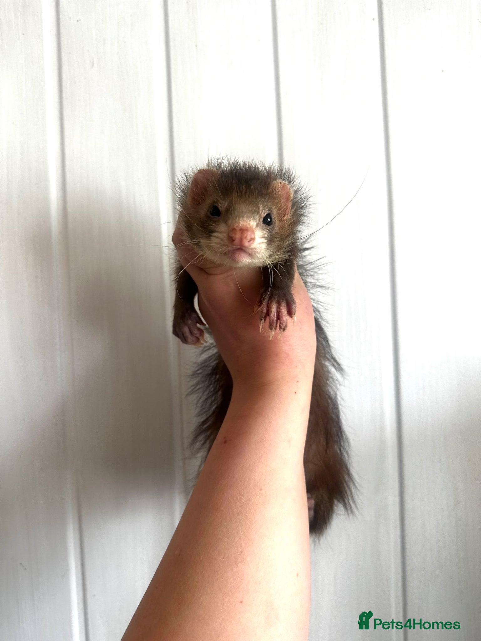 Ferret rodents Gorgeous petite full angora hob  - Advert 2