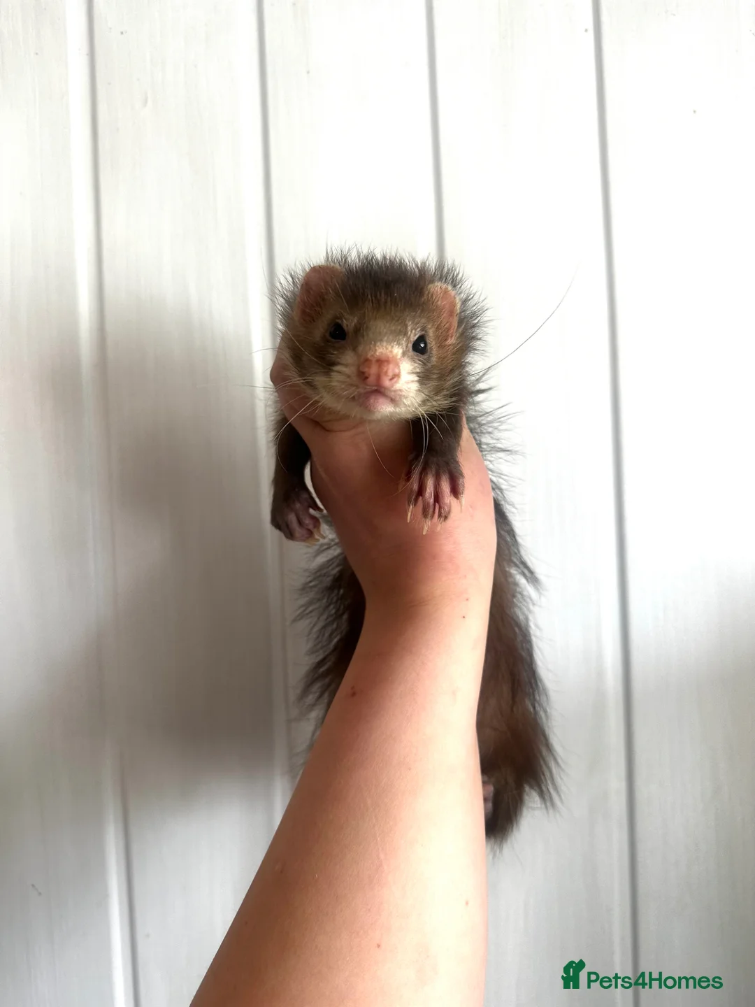 Ferret rodents for sale: Gorgeous petite full angora hob  - Advert 1