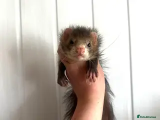 Ferret rodents Gorgeous petite full angora hob - Advert 2