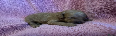 Cavapoochon 2