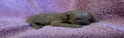 Cavapoochon dogs for sale: Cavapoochon Pups  - Advert 11