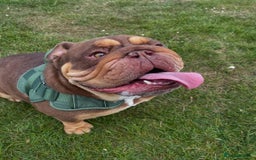 English Bulldog dogs for sale: One year old male British bulldog - Image 2
