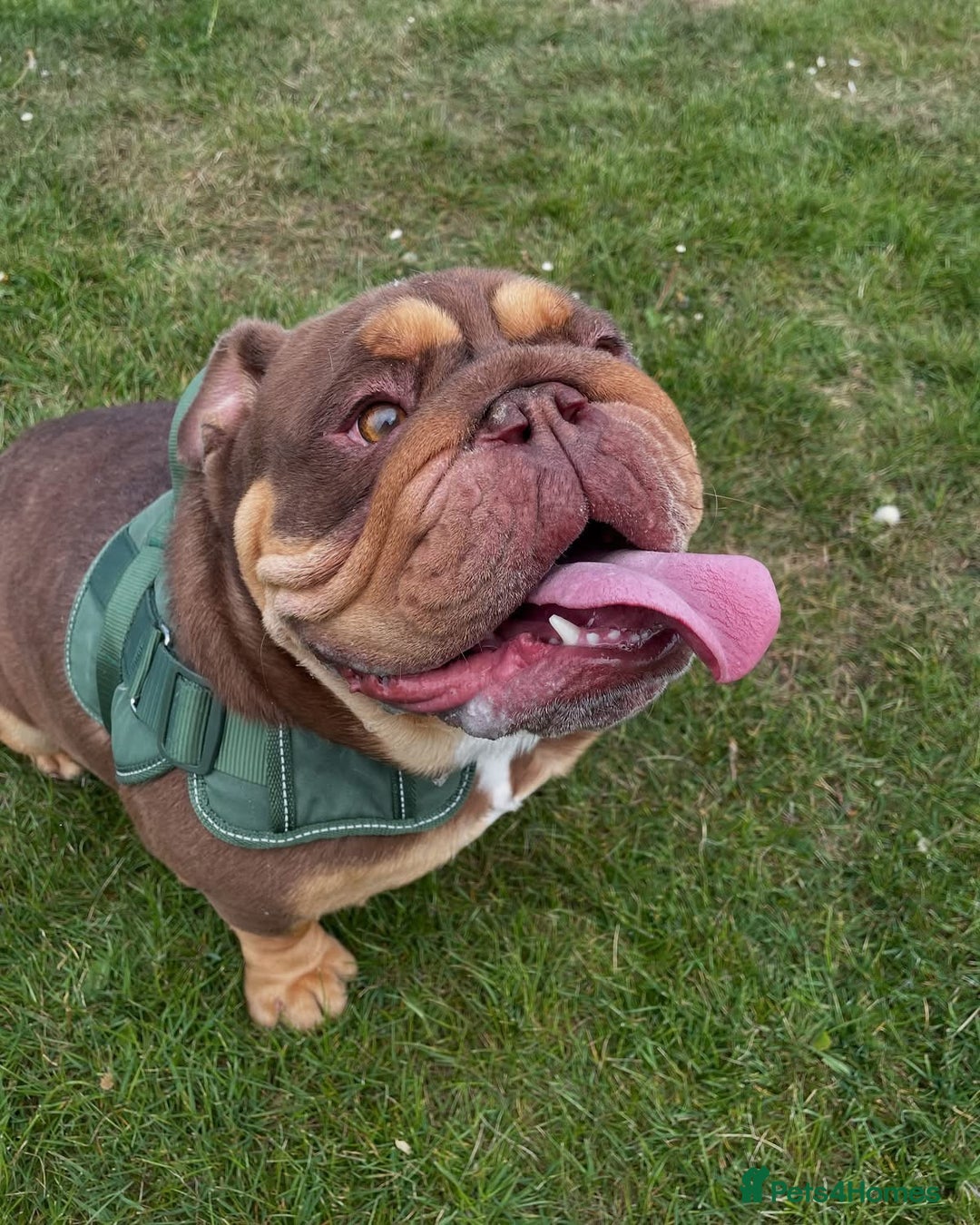 English Bulldog dogs for sale: One year old male British bulldog - Image 2