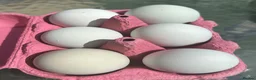 Chickens poultry for sale: Cream legbar hatching eggs - Advert 4