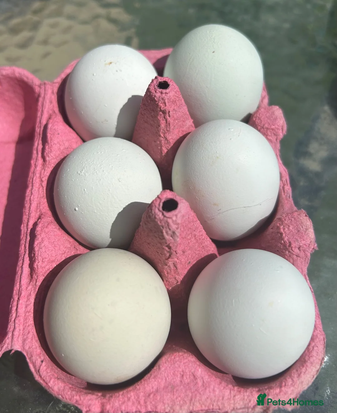 Chickens poultry for sale: Cream legbar hatching eggs - Advert 4
