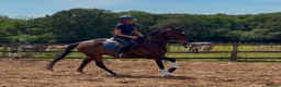 English Thoroughbred horses for sale: The dutchman  - Advert 1