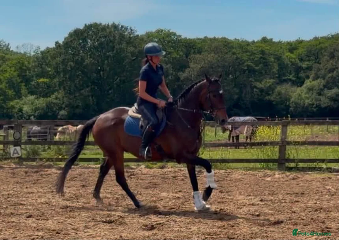 English Thoroughbred horses for sale: The dutchman  - Advert 1