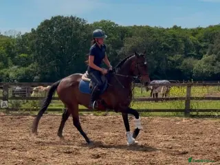 English Thoroughbred horses One of a kind - The Dutchman - Advert 2