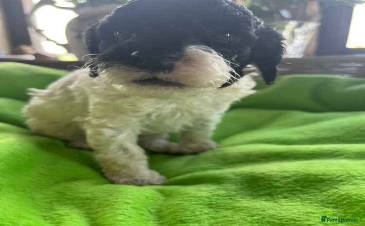Miniature Poodle dogs - Advert 14