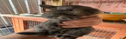 Chinchilla rabbits for sale: little bundles of love ❤️ needing forever homes  - Advert 10