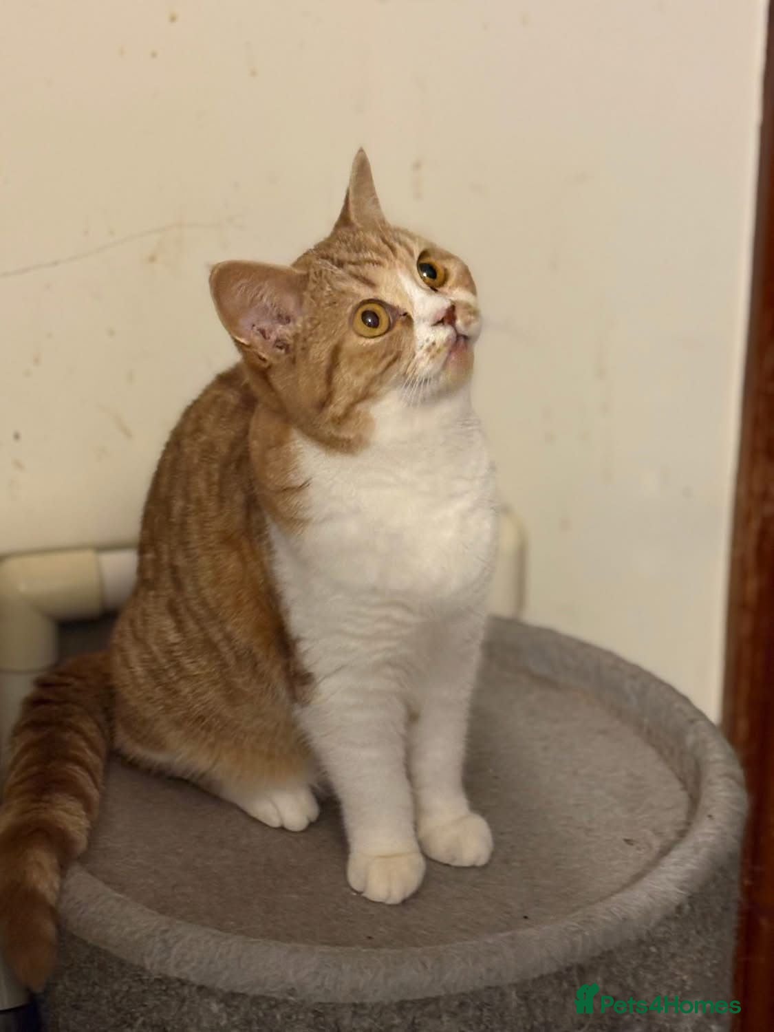 Selkirk Rex cats Selkirk Rex girls  - Advert 1