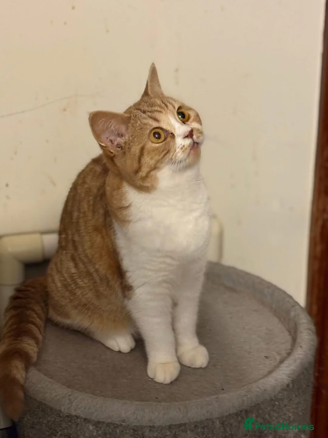 Selkirk Rex cats for sale: Selkirk Rex girls  - Advert 1