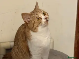 Selkirk Rex cats Selkirk Rex girls - Advert 1