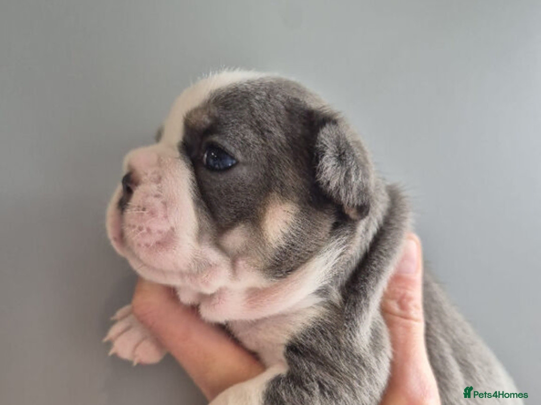 French Bulldog dogs for sale: Beautiful litter of French Bulldog Puppies in Southsea - Advert 9