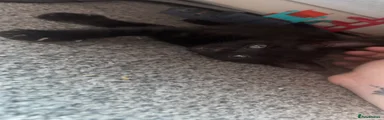 Domestic Shorthair 2
