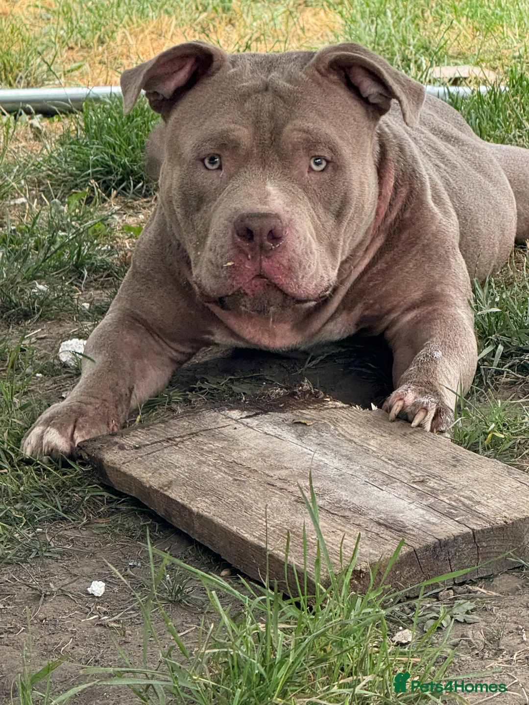 American Bully dogs for stud: Pocket bully for stud!! in Nottingham - Advert 2