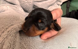 Miniature Dachshund dogs for sale: 🐾 miniature Dachshund females for sale🐾 - Image 11