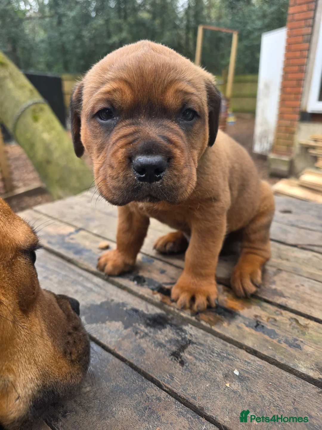 Mixed Breed dogs for sale: 1 male pup left Cane corso x French mastiff  - Advert 2