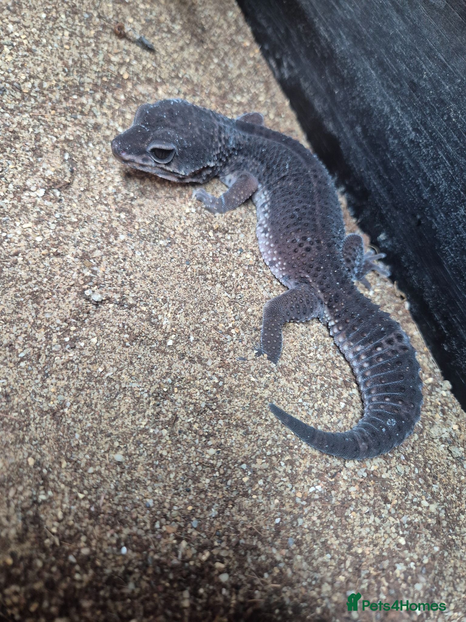 Gecko reptiles Pure Black Night Leopard Gecko  - Advert 2