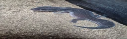 Gecko reptiles for sale: Pure Black Night Leopard Gecko  - Advert 2