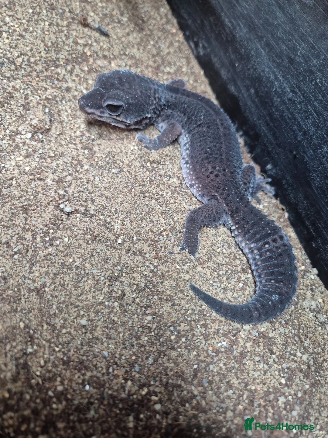 Gecko reptiles for sale: Pure Black Night Leopard Gecko  - Advert 2