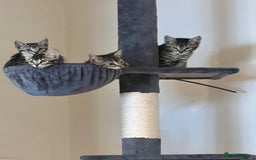 Bengal cats for sale: 4 Bengal cross kittens - Image 1